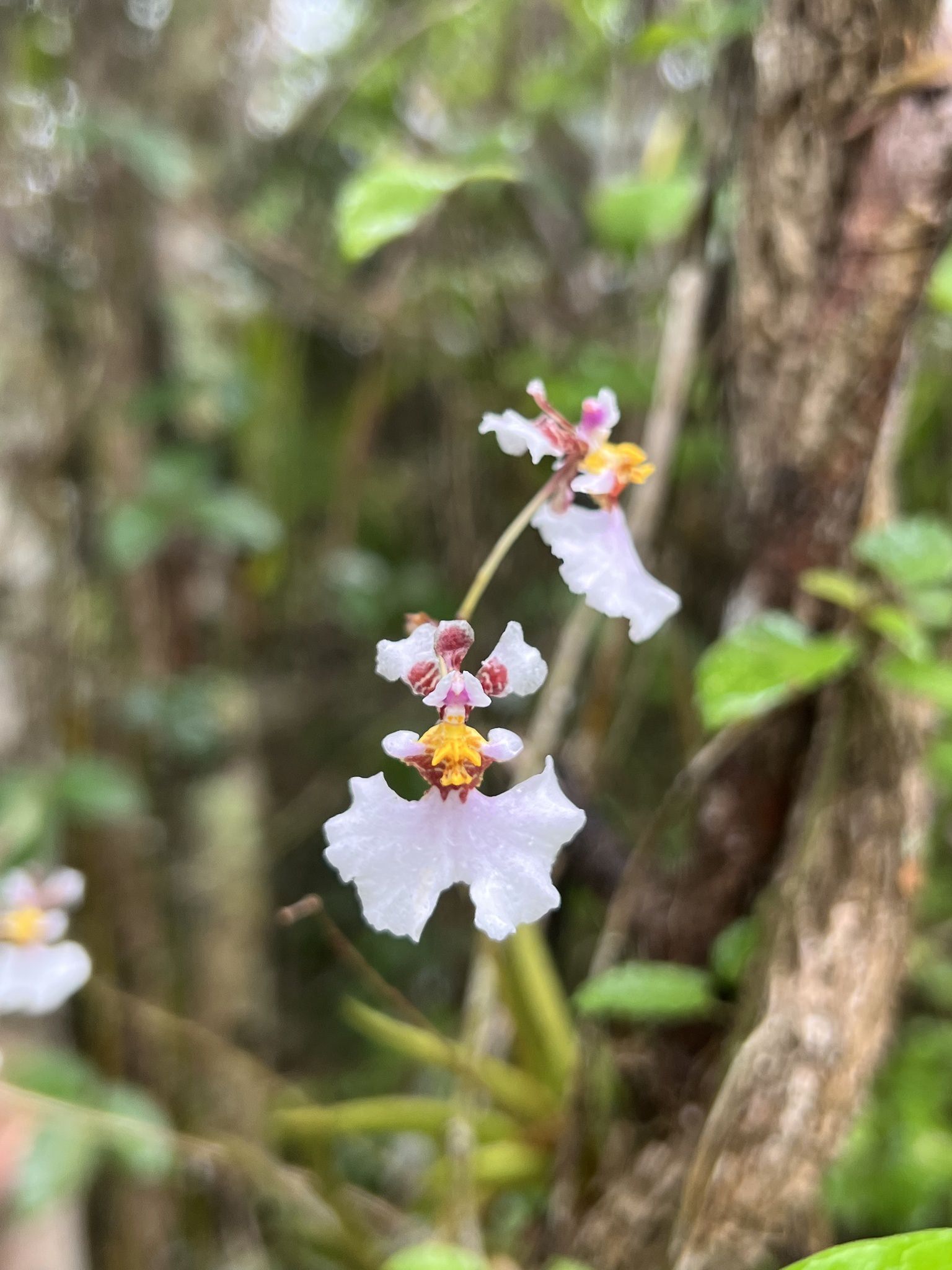 Oncidium pulchellum